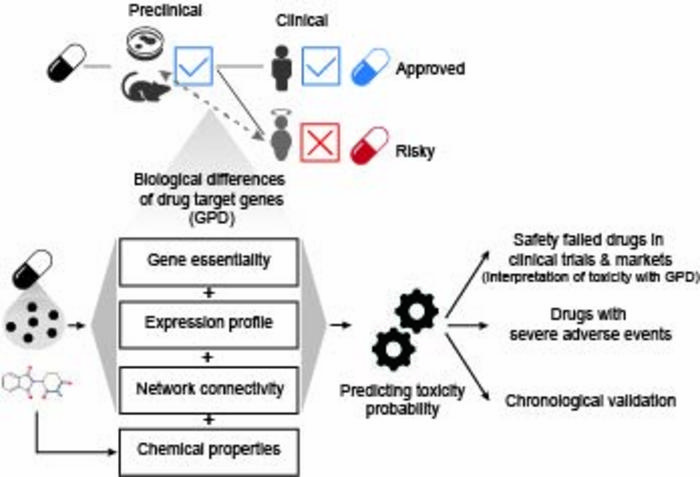 An interpretable machine learning framework to predict drug toxicity based on Genotype-Phenotype Difference (GPD) between preclinical models and humans