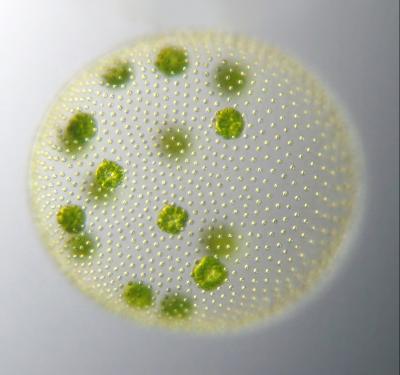 Despite Outward Appearances, Algal Species are Similar Inside (3 of 6)