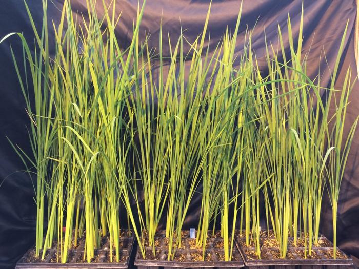 Collection of CRISPR-Cas mutagenised rice plants.