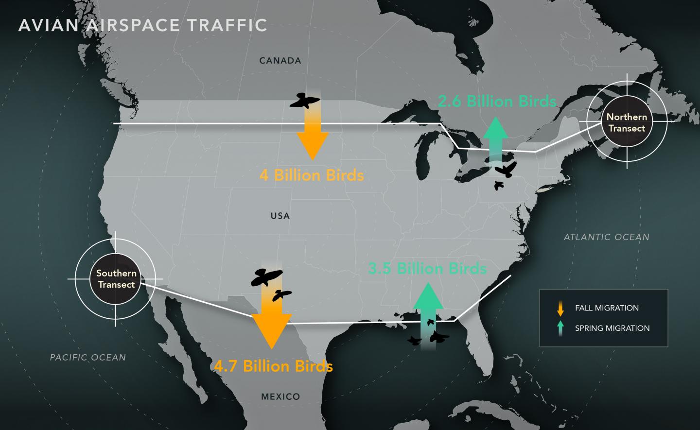 Bird Migration Transects Graphic