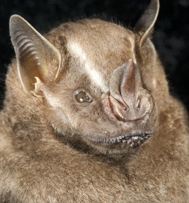 Artibeus intermedius