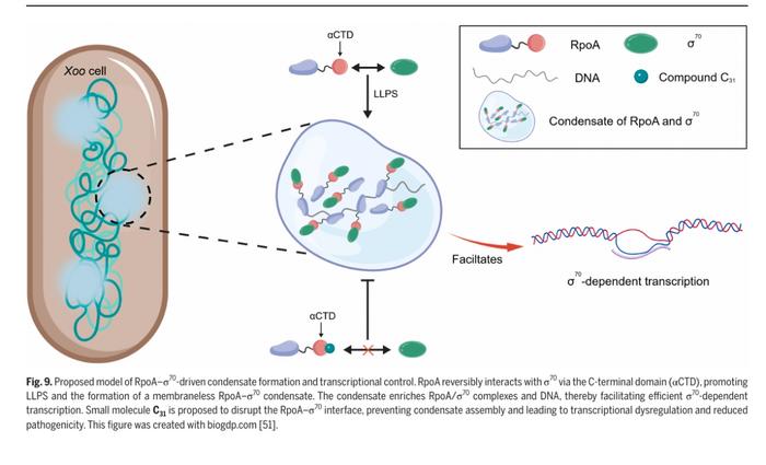 FIG 1. Working model of the RpoA-σ70 transcriptional hub and disruption by C31.