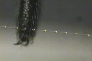 <I>Nephila clavipes, setae</I> with Drip Tips