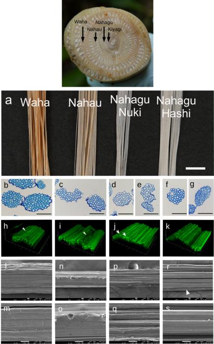 Cross sections and surfaces of Bashofu fibers