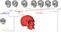 Phylogenetic Tree of 29 Fossil and Modern Human Species Considered in Study