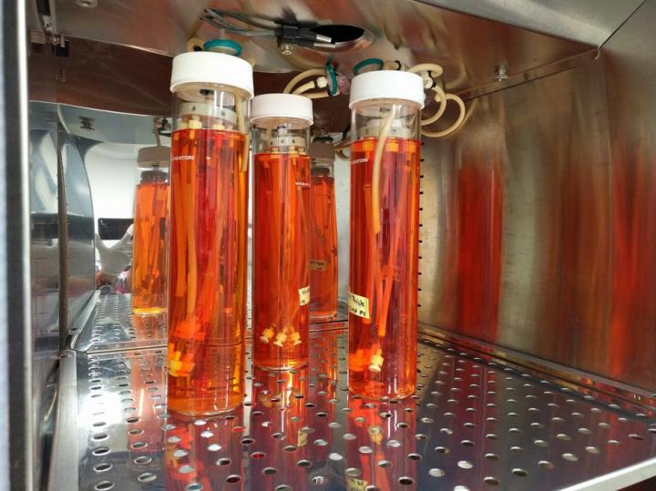 Lab-Grown Blood Vessel