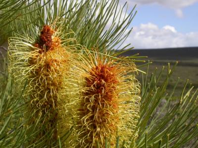 Proteaceae
