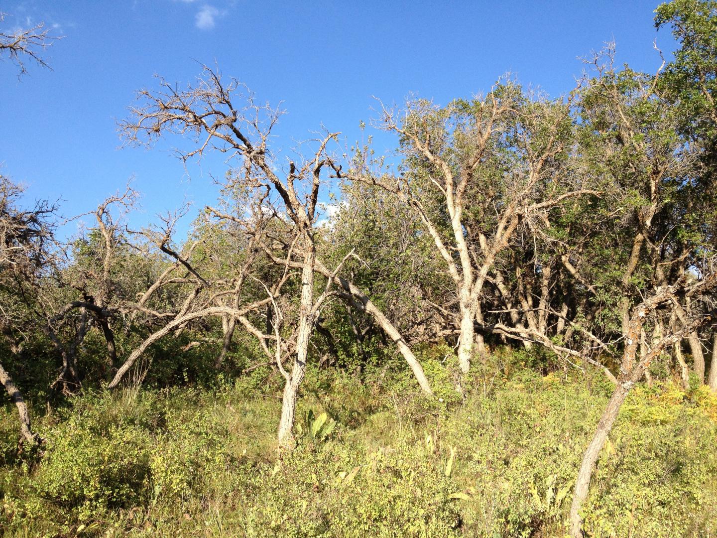 Drought's Legacy on Trees Is Worth Modeling (4 of 6)