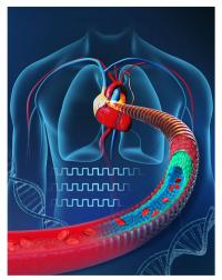 Electronic Blood Vessel