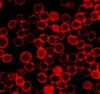 A New Type of Insulin to Manage Diabetes
