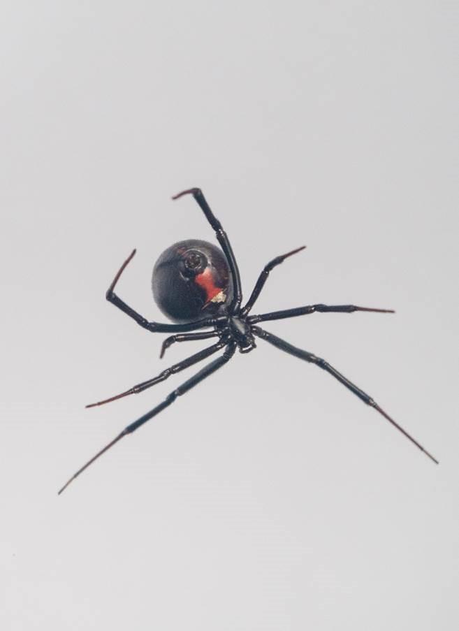 Gianneschi Spider