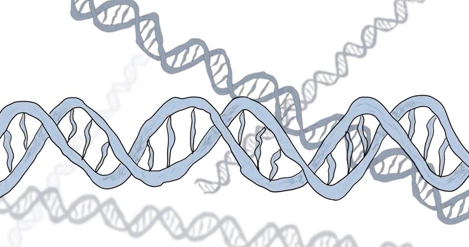 Fixing mutations with antisense oligonucleotides (ASOs)