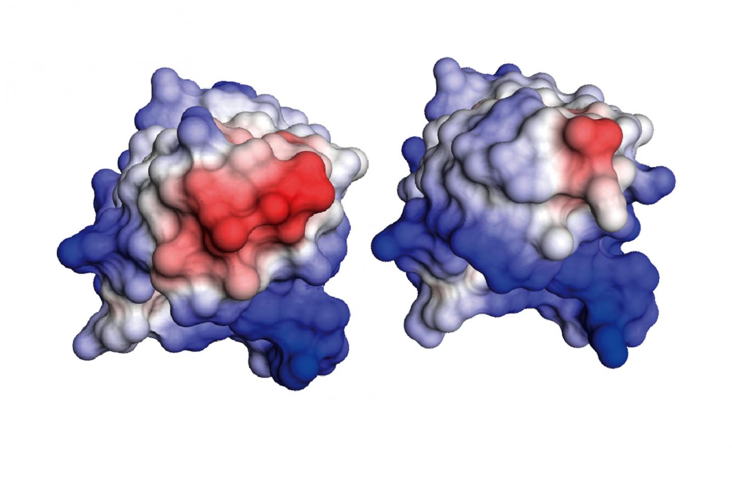 Antibody Fragment