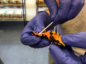 Frog swabs are used as DNA tests to determine if the chytridiomycosis disease is present in the frog’s skin.