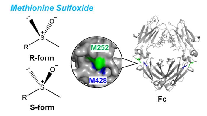 Methionine oxidation and stereochemistry in the antibody Fc region