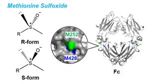 Methionine oxidation and stereochemistry in the antibody Fc region