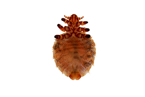SEAL LOUSE