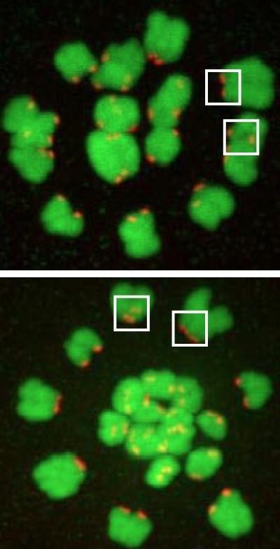 Centromere Cohesion A Factor in Age-Related Aneuploidy