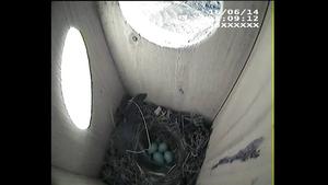 Common cuckoo laying from the cavity entrance of a redstart nest