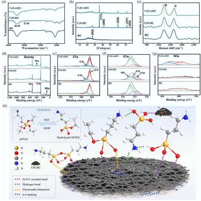 Structural characterization and interaction mechanism of FJH-mBC.