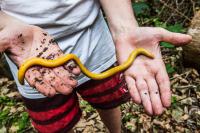 Researcher holding a Sa&otilde; Tom&eacute; caecilian