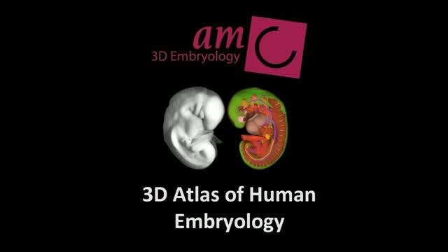 Interactive Map of the Developing Human Embryo (4 of 4)