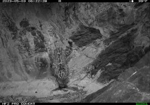 snow leopard drinking