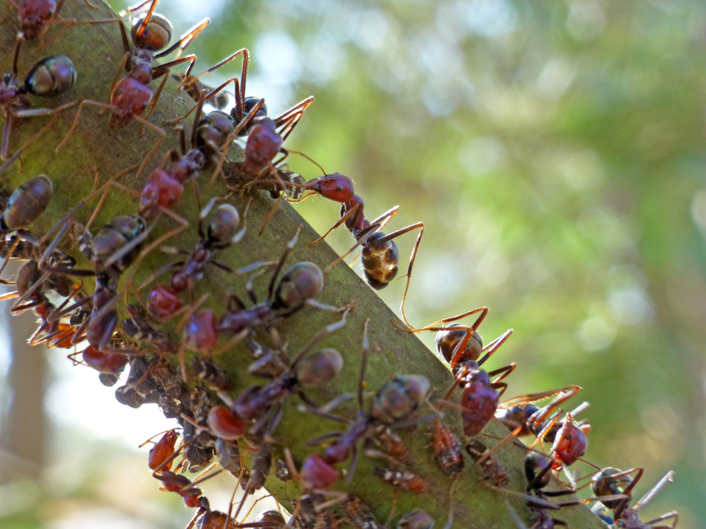 Ants in Action