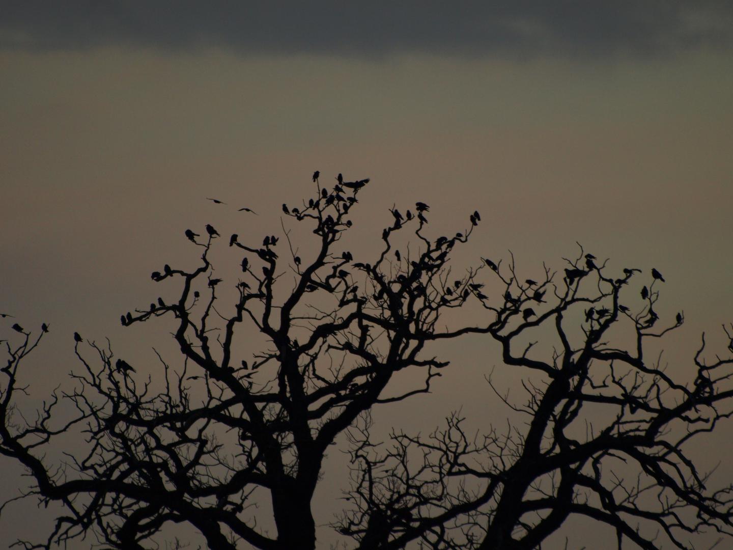 Jackdaws