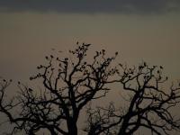 Jackdaws