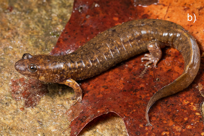 D. mavrokoilius