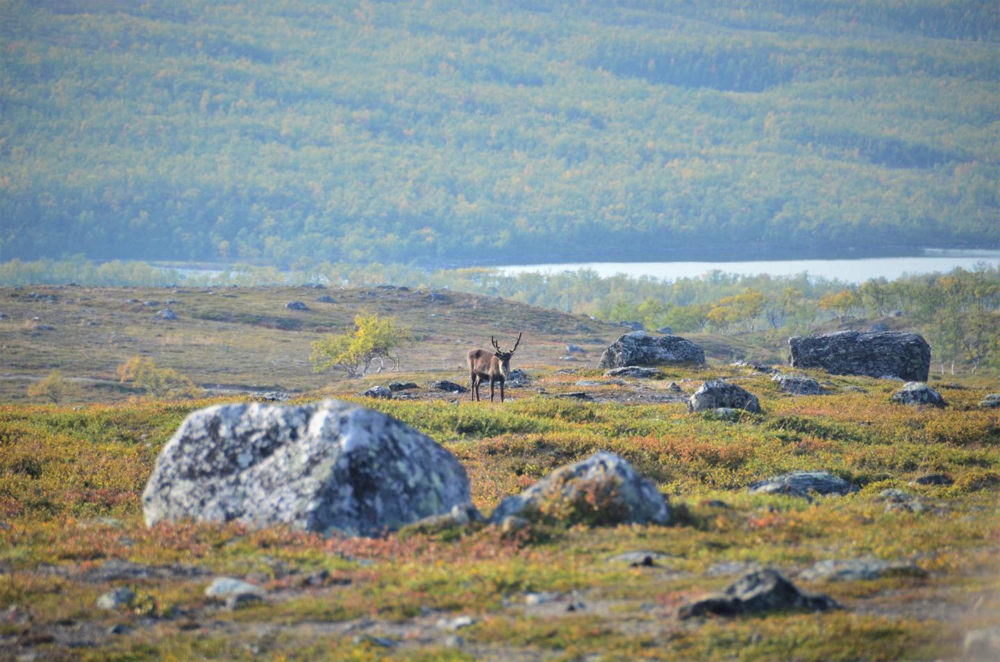 Warming Temperatures are Driving Arctic Greening