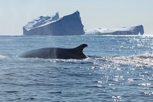 Fin whale