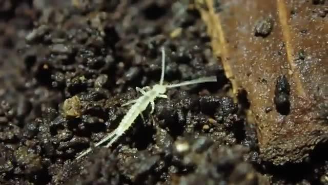 The New Dipluran Species (<em>H. Wagnelli</em>)
