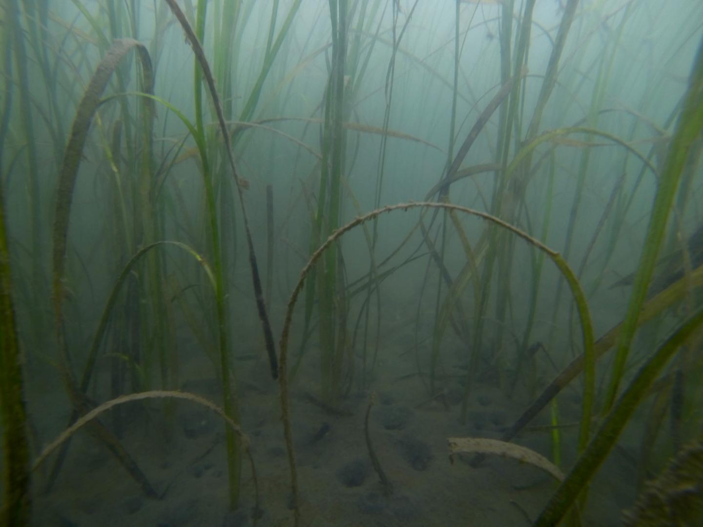 Seagrass Habitat in Possession Sound, Wash.