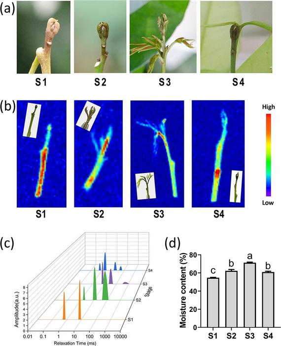 Analysis of the moisture content of litchi terminal buds at various developmental stages.