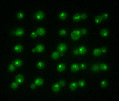 Yeast Cells