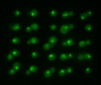Yeast Cells