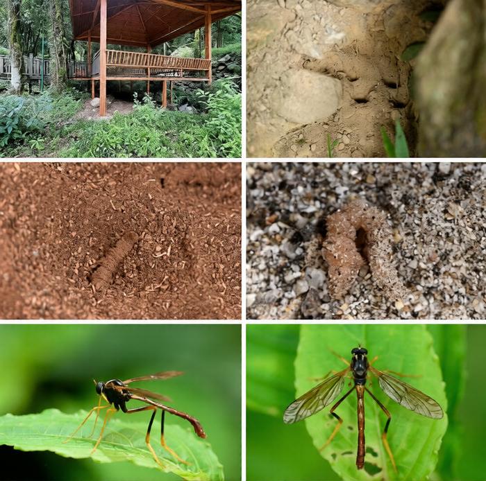 Habitats and habitus of Vermitigris tsangyanggyatso sp. nov.