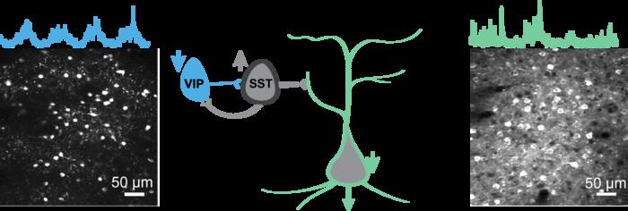 Neuron Behavior Recordings