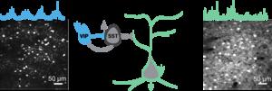 Neuron Behavior Recordings