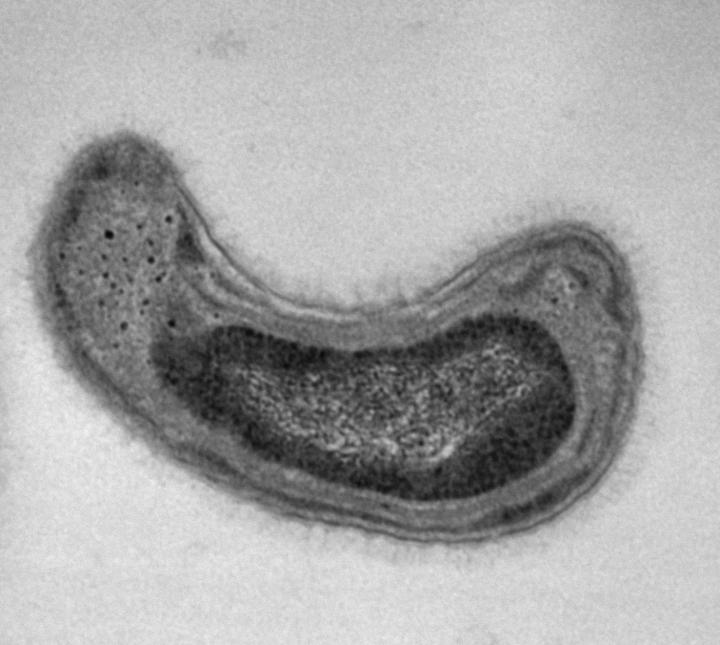 <I>Methylosinus</I>