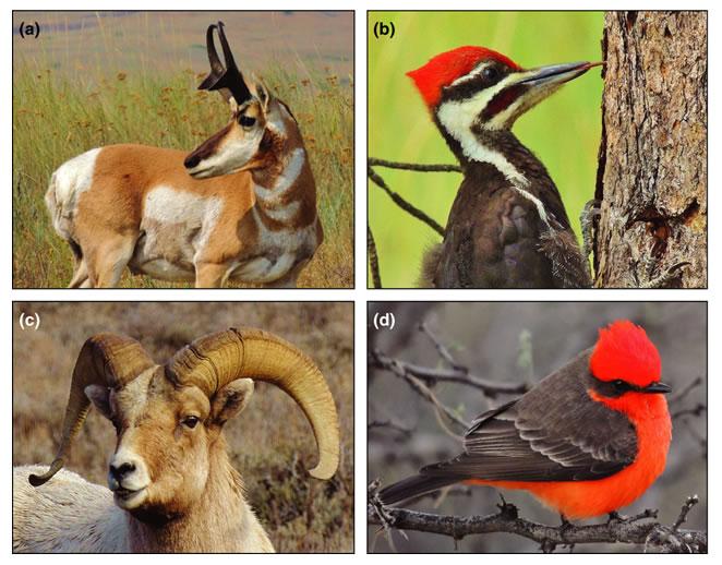 Birds and Mammals