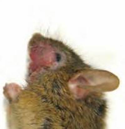 SAPAP3 Knockout Mouse