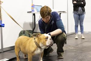 Quantitative genetic analysis of respiratory function and related traits in Bulldogs, French Bulldogs and Pugs