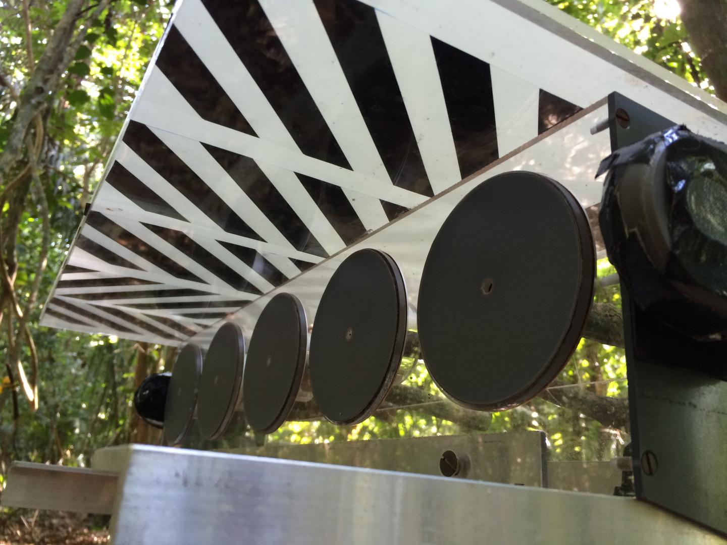 Sweat bee nest choice experiment