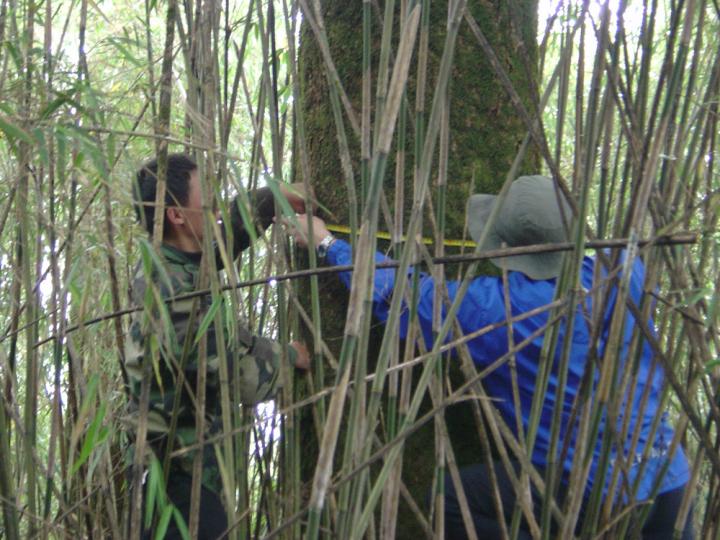 Measuring the Forest