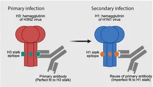 Diagram: Immune memory is meant to provide a head start on future exposures. But the team found in samples from 7 kids w/ H3 then H1 exposures that nearly all of the H1/H3 cross-reactive antibodies derived from memory reactivation show impaired activity