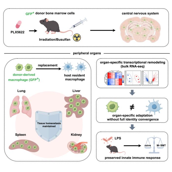 The microglia replacement by bone marrow transplant (Mr BMT) technique results in lasting, systemic macrophage replacement in peripheral organs while preserving normal organ function.