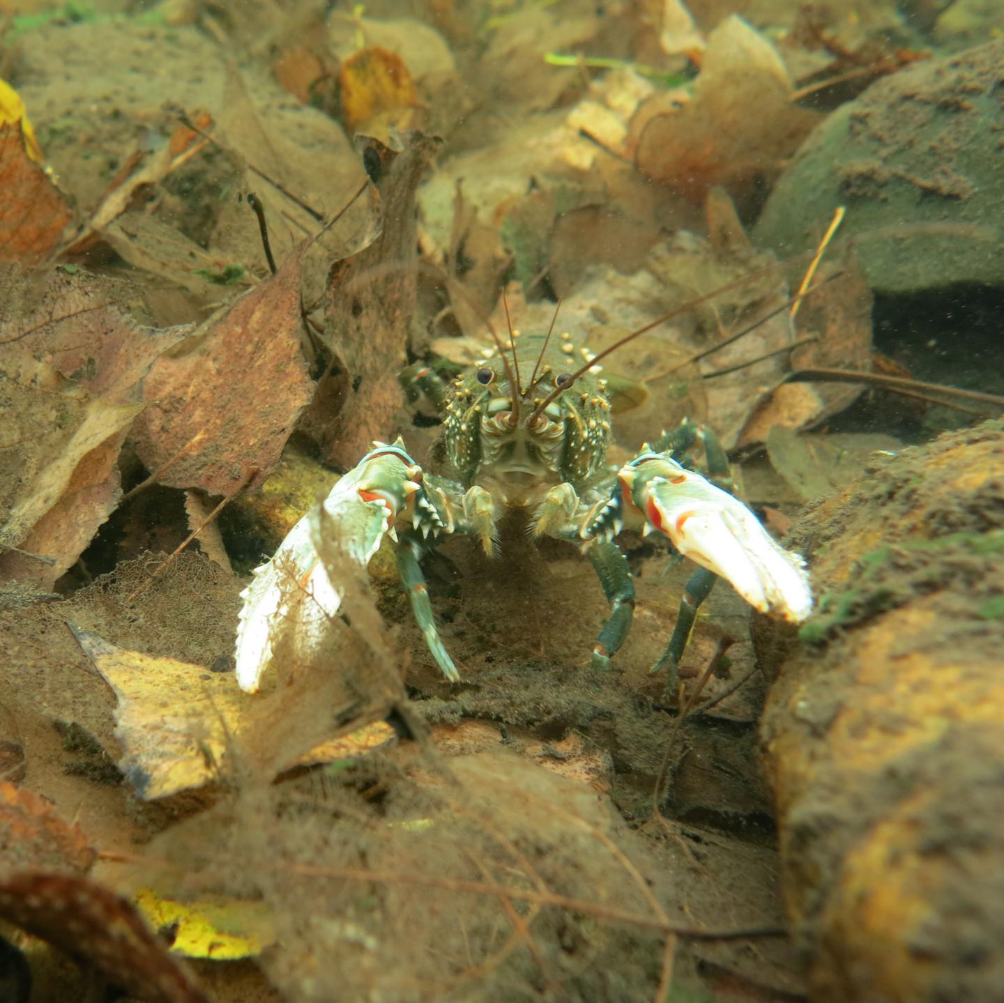 Crayfish 